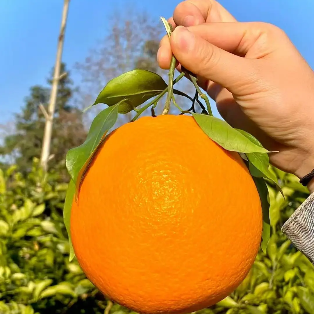 正宗赣南脐橙皮薄多汁无籽无核渣甜而不腻新鲜采摘