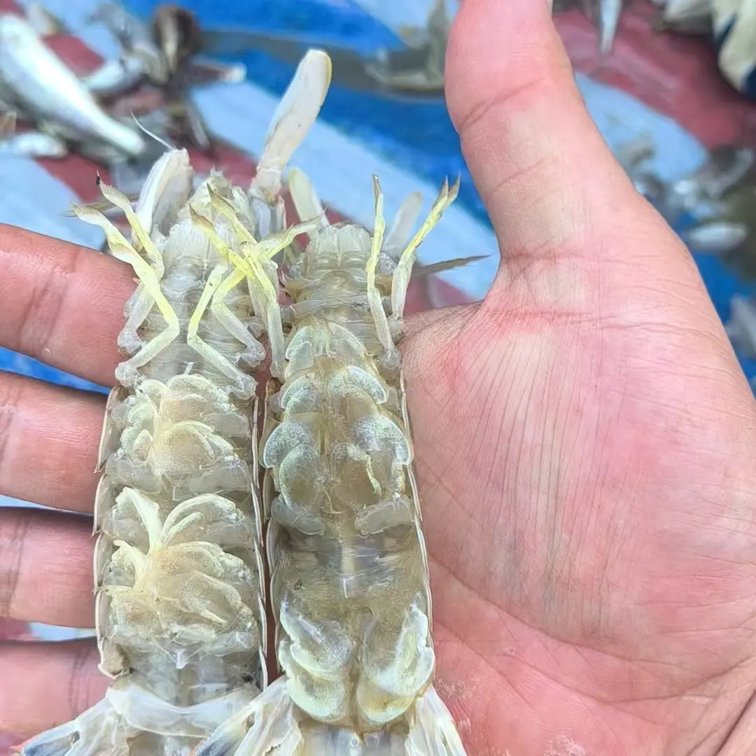 渤海湾野生皮皮虾活虾新鲜美味