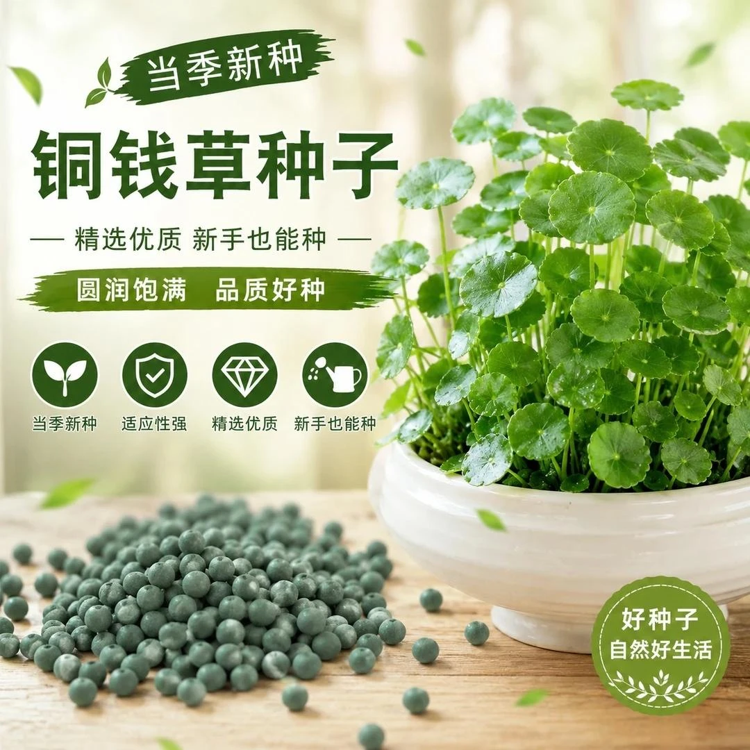 【铜钱草种子】家庭阳台小院盆栽地栽水培土培耐寒耐热YC2商品图
