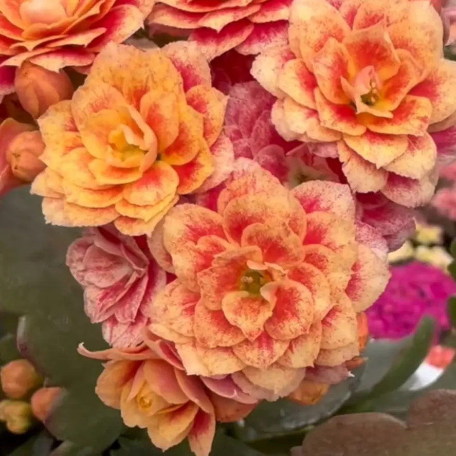 云锦，新品80盆长寿花鲜花花卉