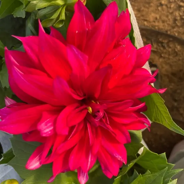 《巨花紫大丽花》盆栽带花苞四季开花好养的花卉绿植