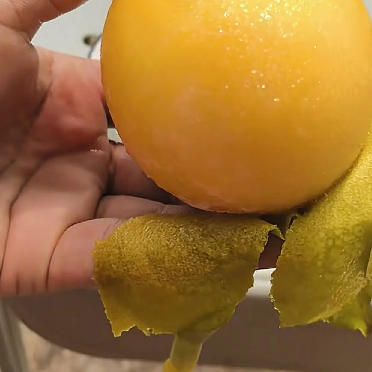 金四季状元红果苗，耐寒品种，四季品种