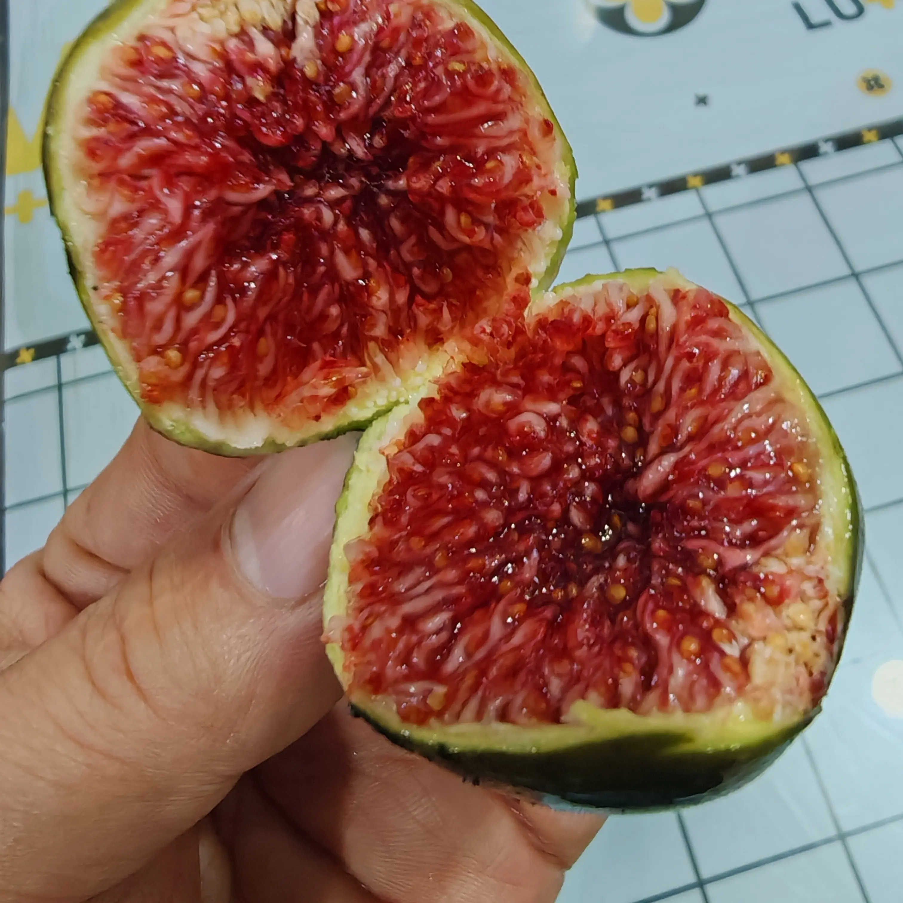 布索无花果高压苗