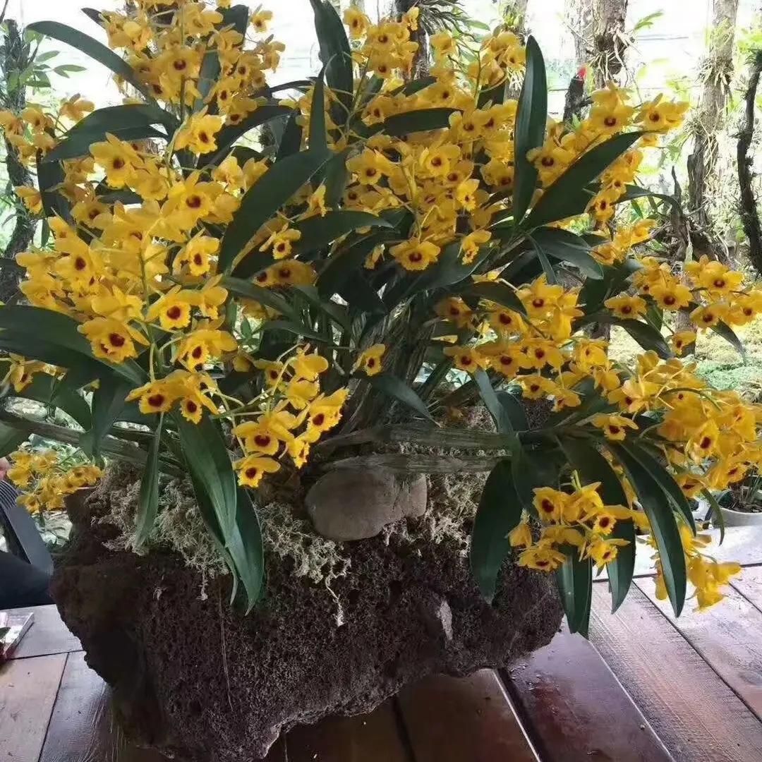 直播间一物一拍价格自选