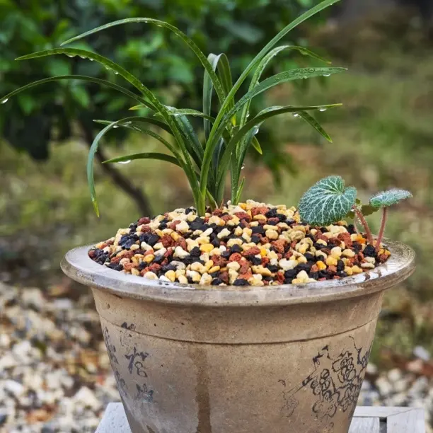 养兰小魏所有系列植料