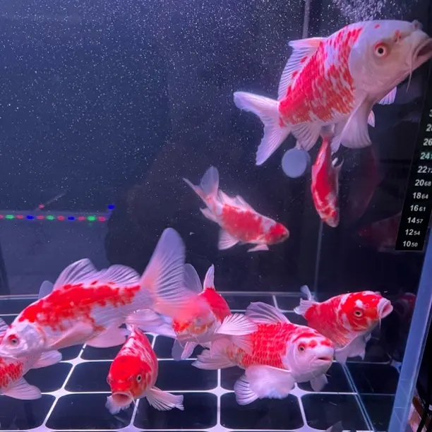 精品花红蝴蝶鲤活体发货好养耐活冷水鱼观赏鱼淡水鱼