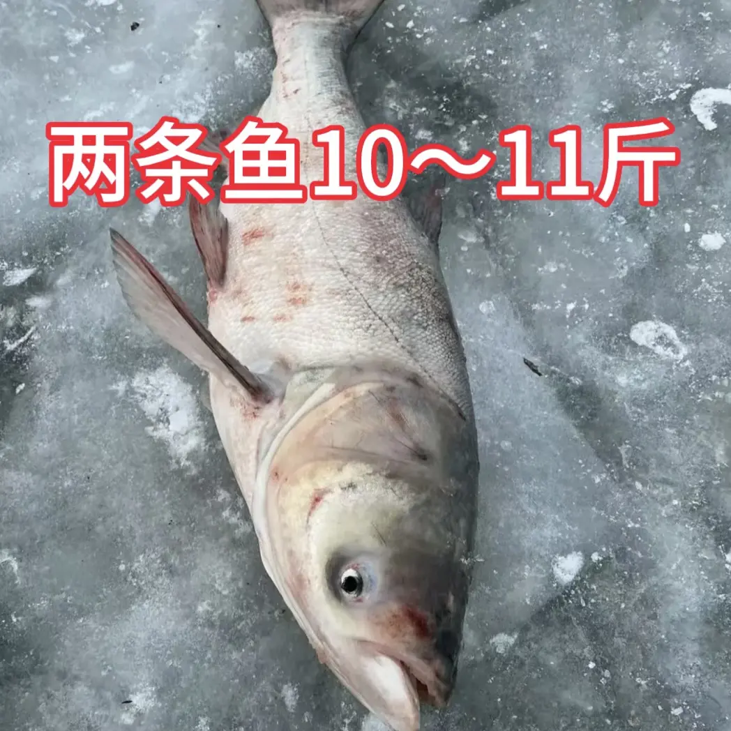 【速冻】胖头鱼【两条鱼】10～11斤