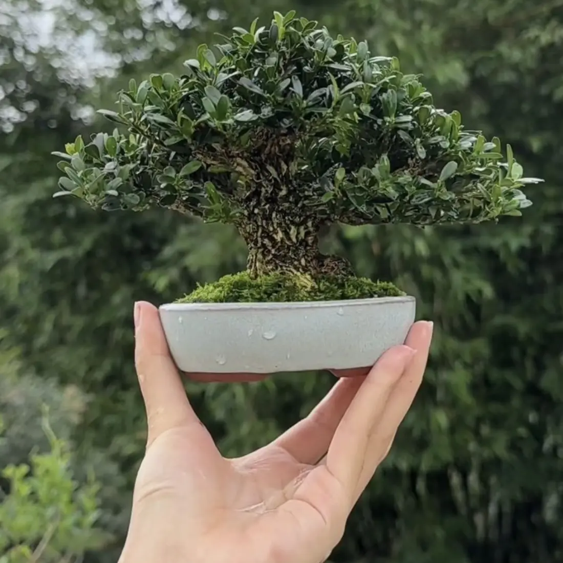 精品黄杨盆景老桩盆栽室内外四季常青好养花卉适合办公室桌面