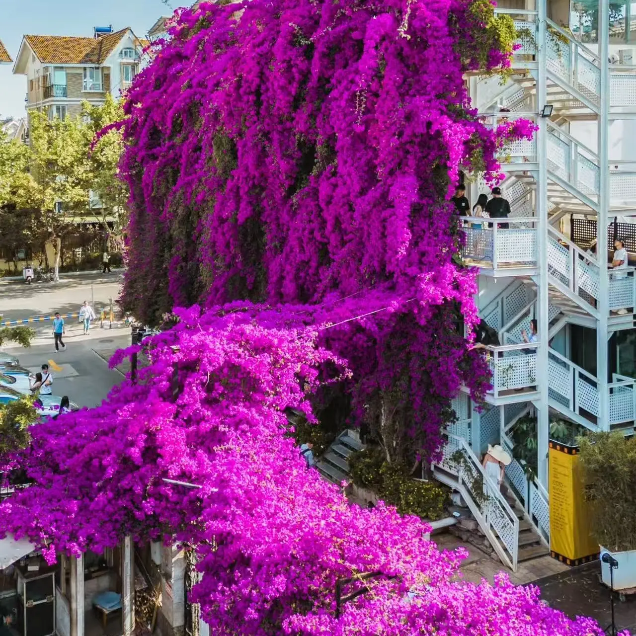 三角梅云南紫原盆原土发货带新鲜叶适合阳台庭院种植四季开花