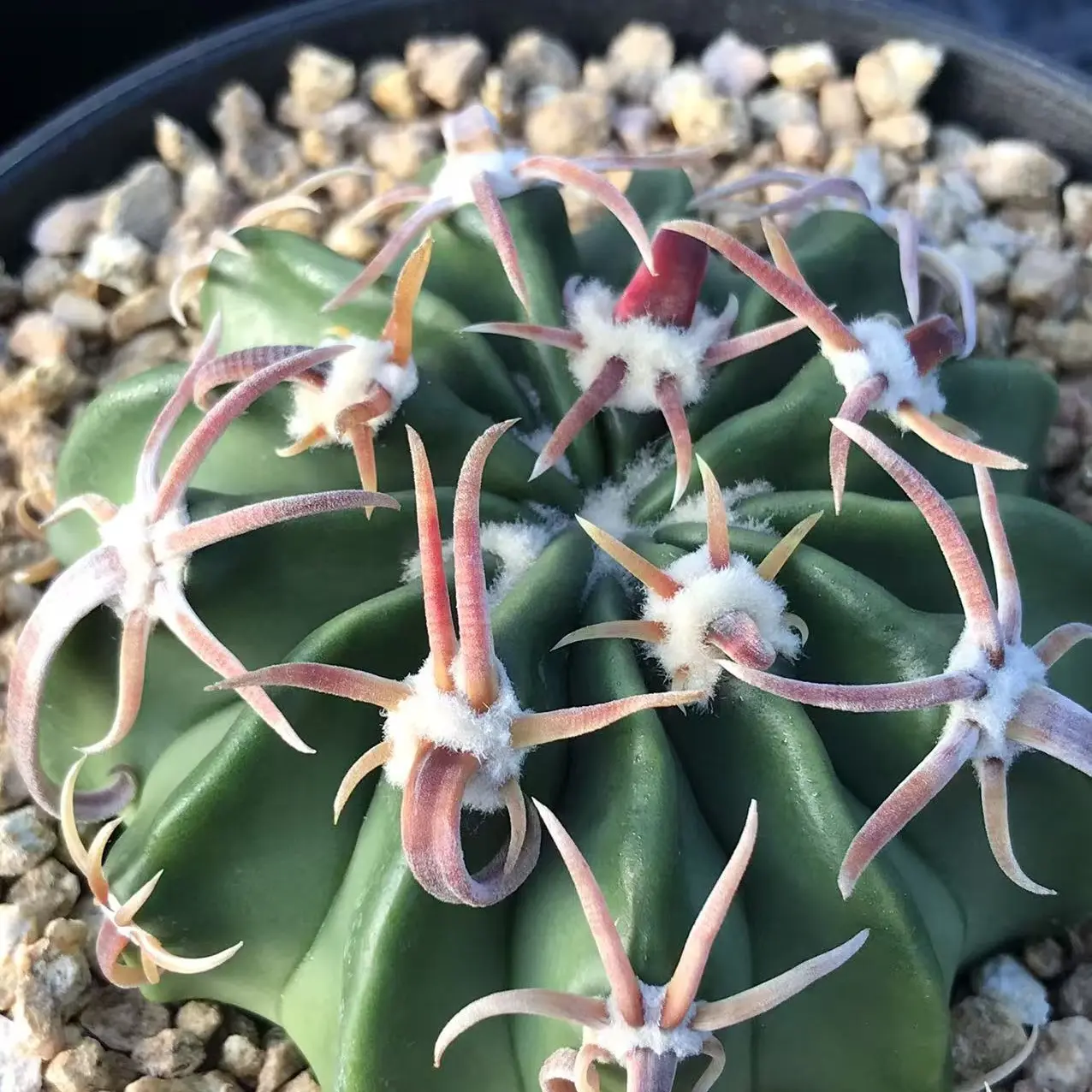 仙人球实生武藏凌波籽播球体冠径7.7厘米多肉植物防辐射一物一拍