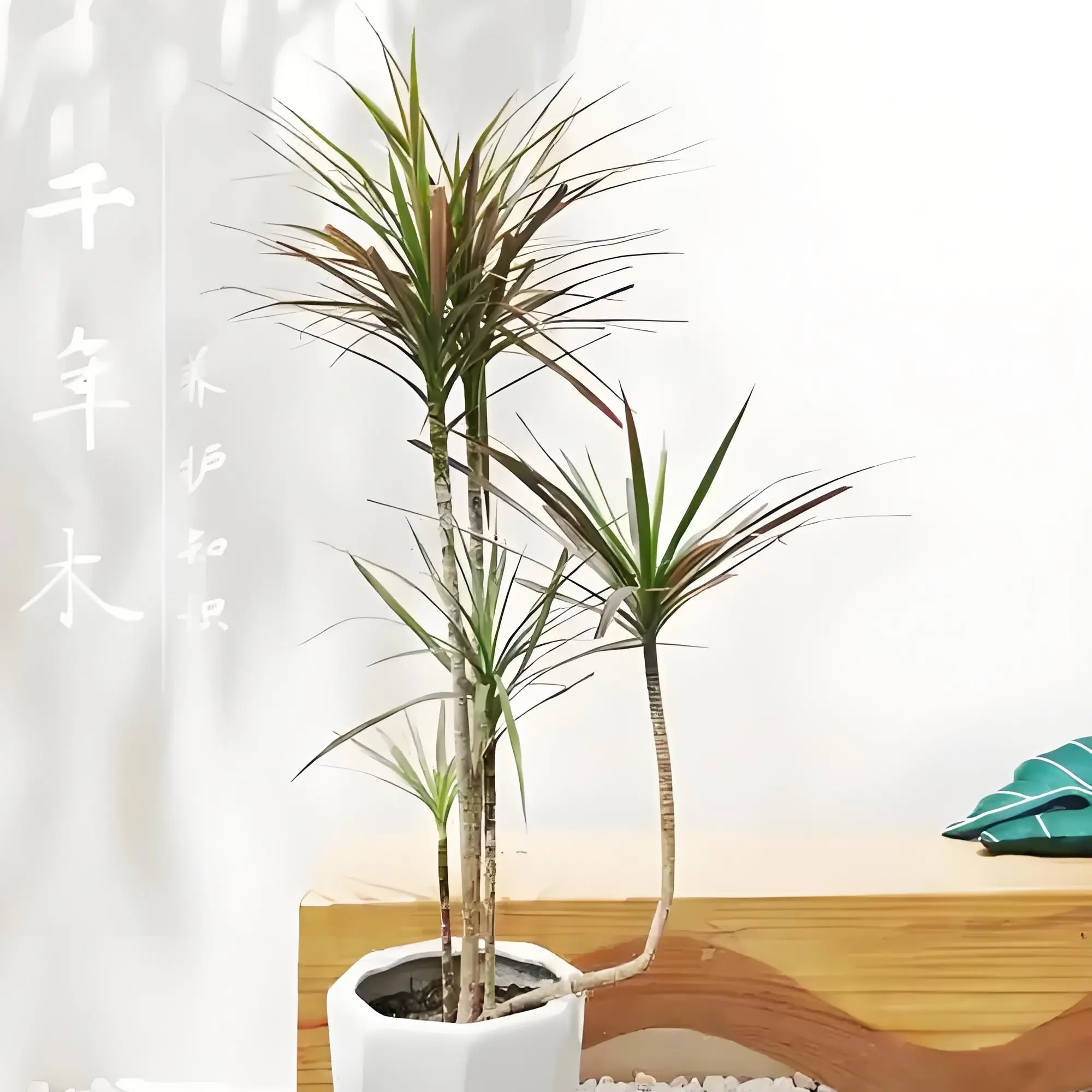 七彩铁千年木室内绿植盆栽净化空气吸除甲醛不含盆
