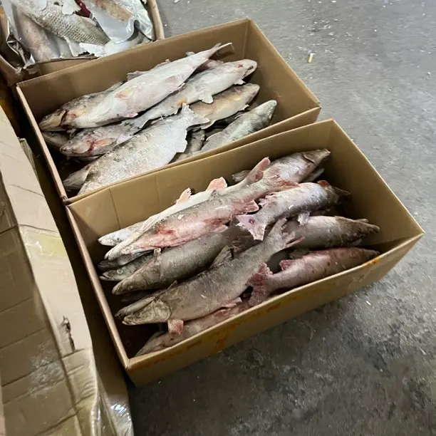 各种冷冻江鱼顺丰包邮大小现称现改价