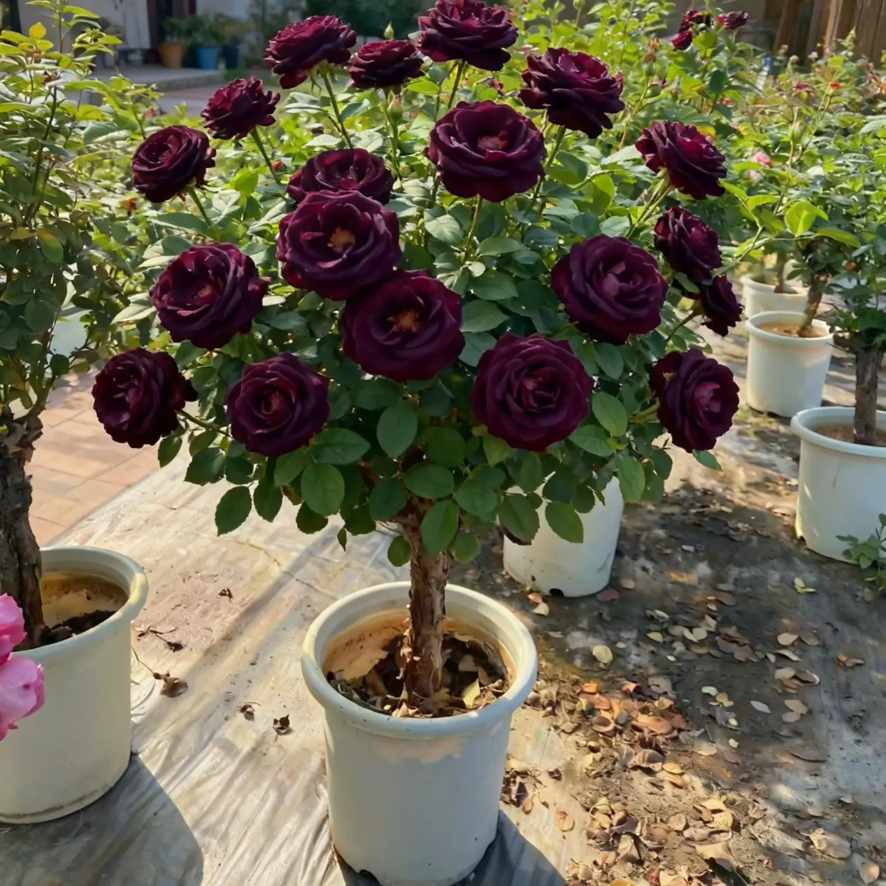 四季开花流星雨玫瑰玫瑰花鲜花月季老桩阳台盆栽耐寒好养花卉绿植