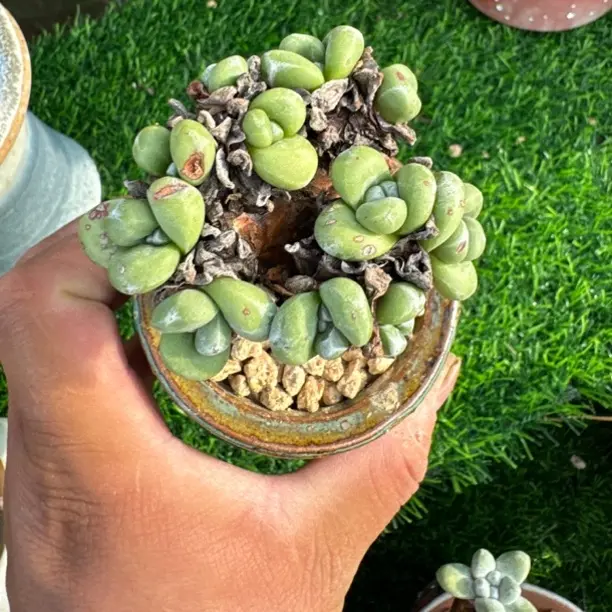 丸叶拇指仙女杯多肉植物室内阳台好养易活绿植盆栽防辐射适合新手