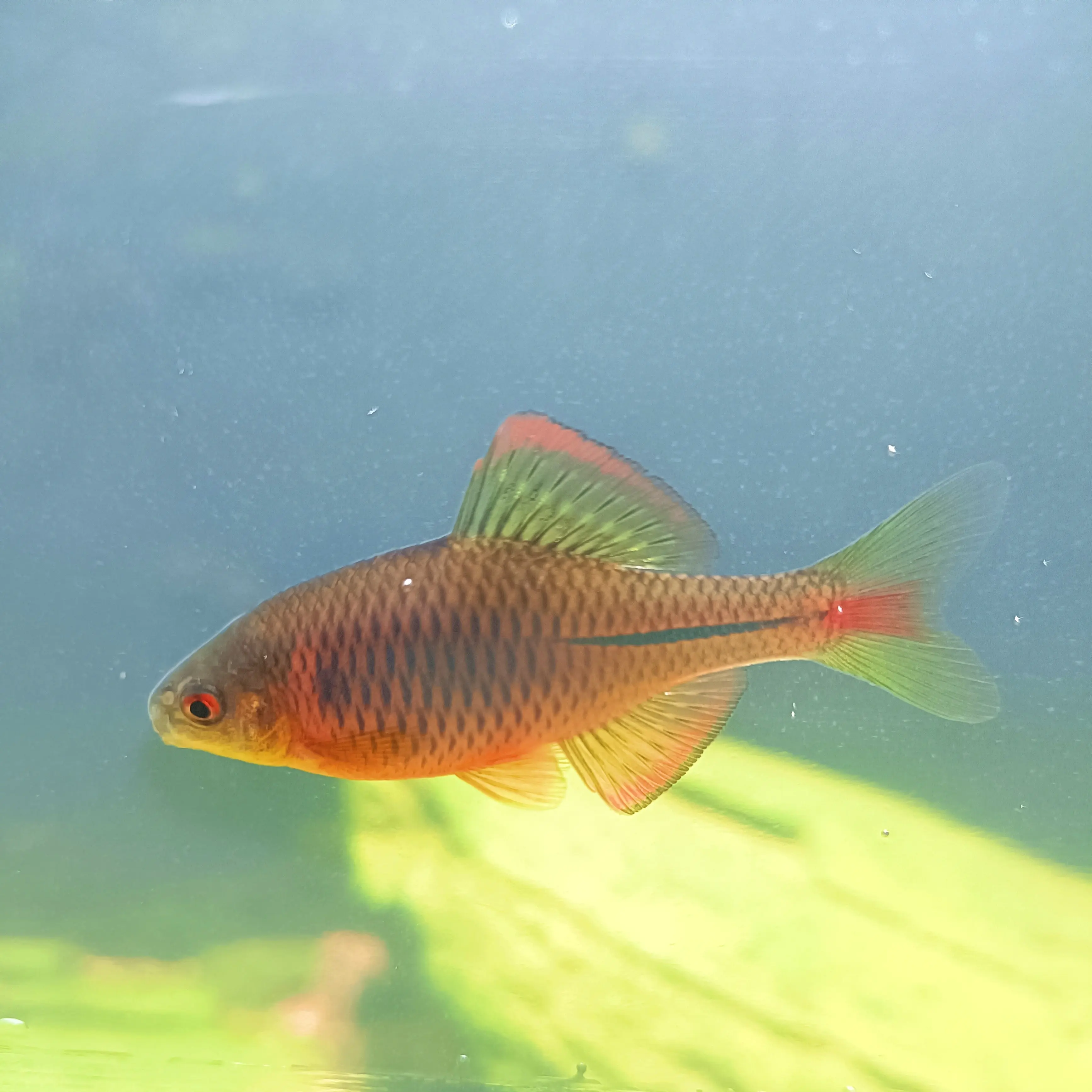 蓝石台鳑鲏原生冷水鱼小型观赏鱼