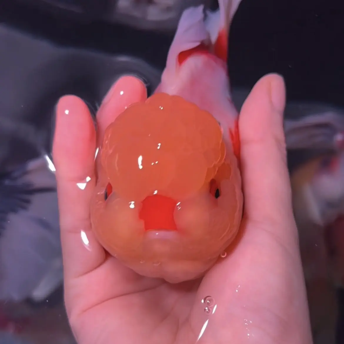 冷水淡水耐活观赏鱼波妞元宝狮泰狮鱼苗品种