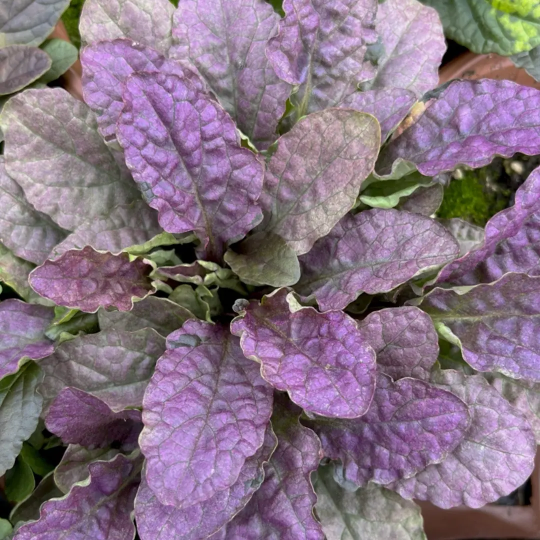 霓虹灯筋骨草多年生耐寒耐热宿根植物庭院阳台绿化易养活