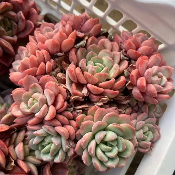 美人妆 多肉植物带盆带土室内外好养净化空气盆栽花卉