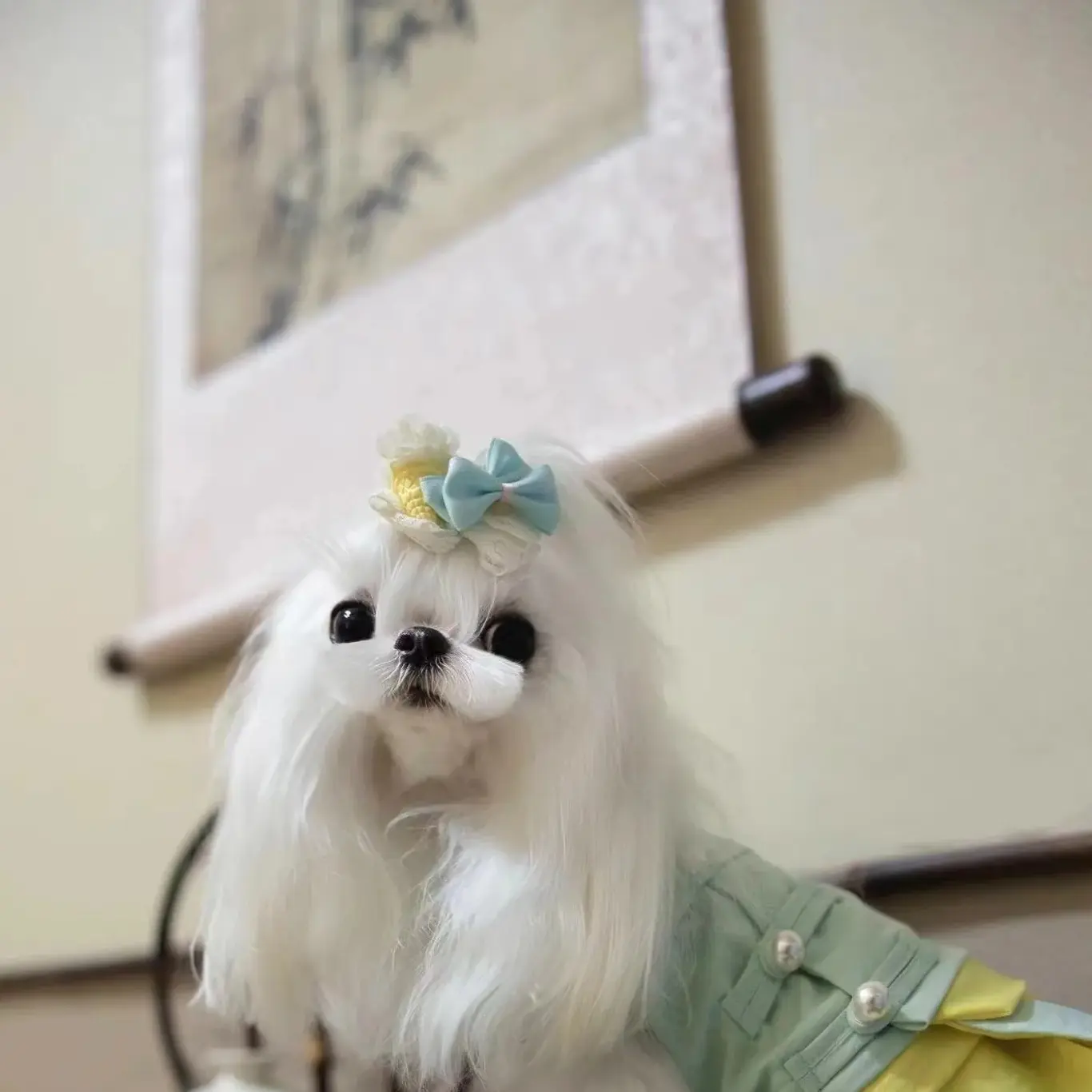 马尔济斯 小体长不大 