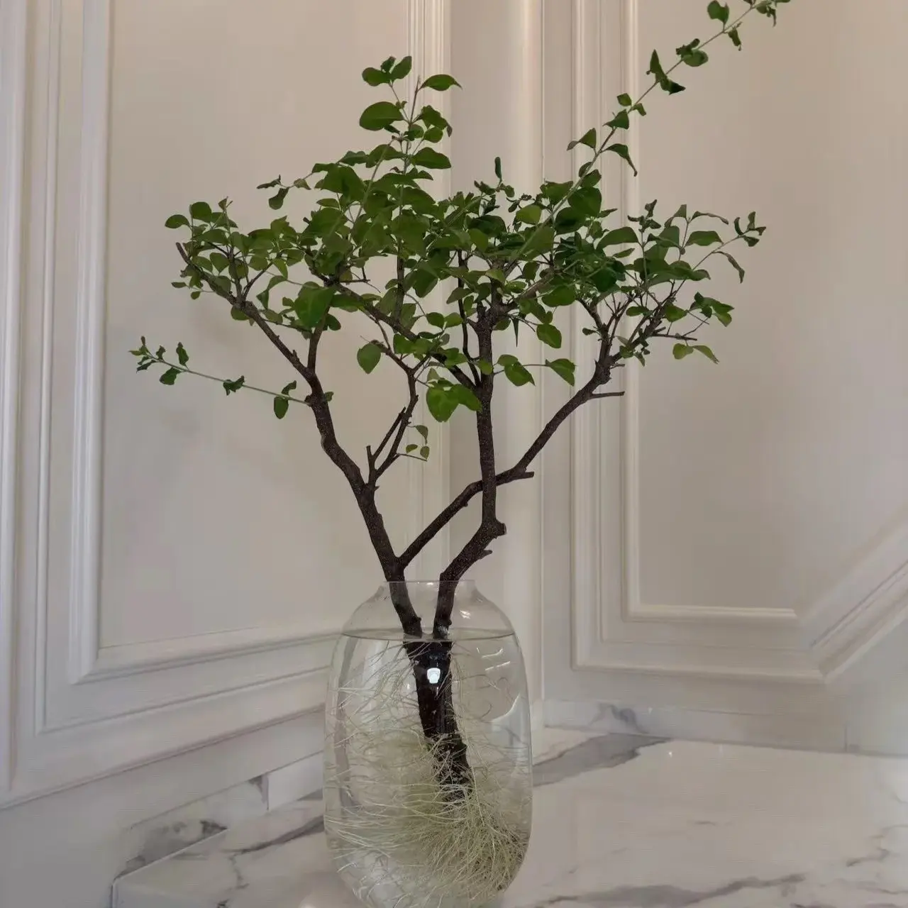 小叶女贞水培发根植物室内好养易活居家茶桌绿