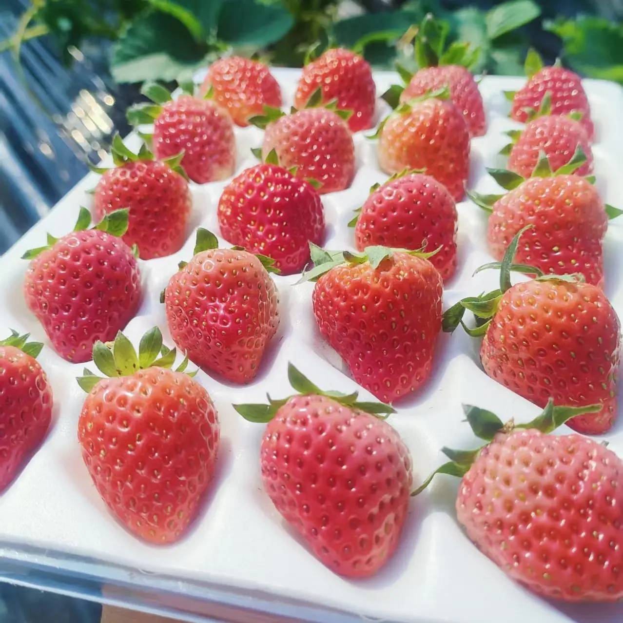 大凉山冬季露天新鲜采摘香甜饱满产地直发，经检测农药残留达标