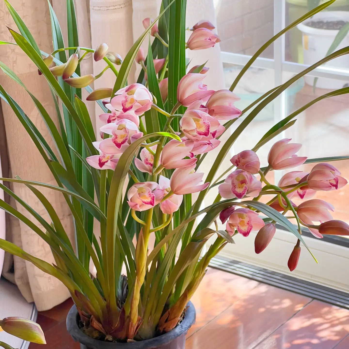 大花蕙兰盆栽室内外好养开花带香味高端精品不带花包发货