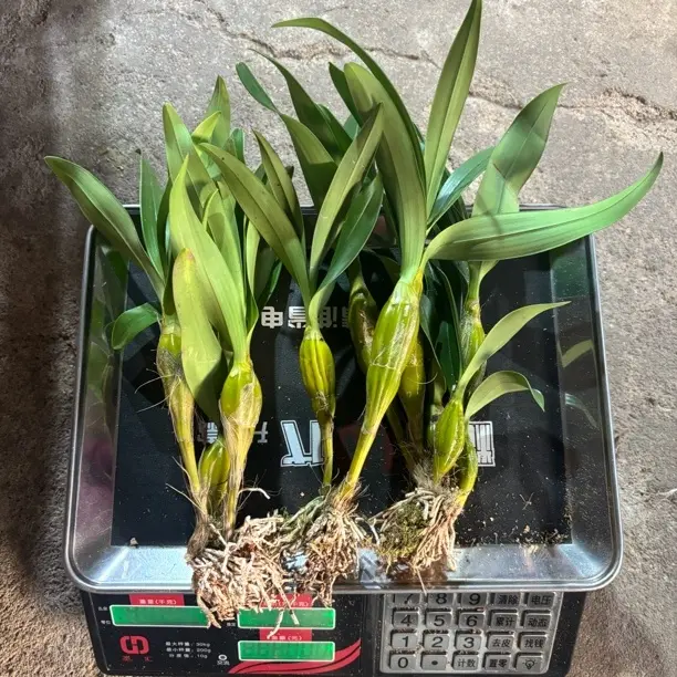 鼓槌石斛散苗半斤