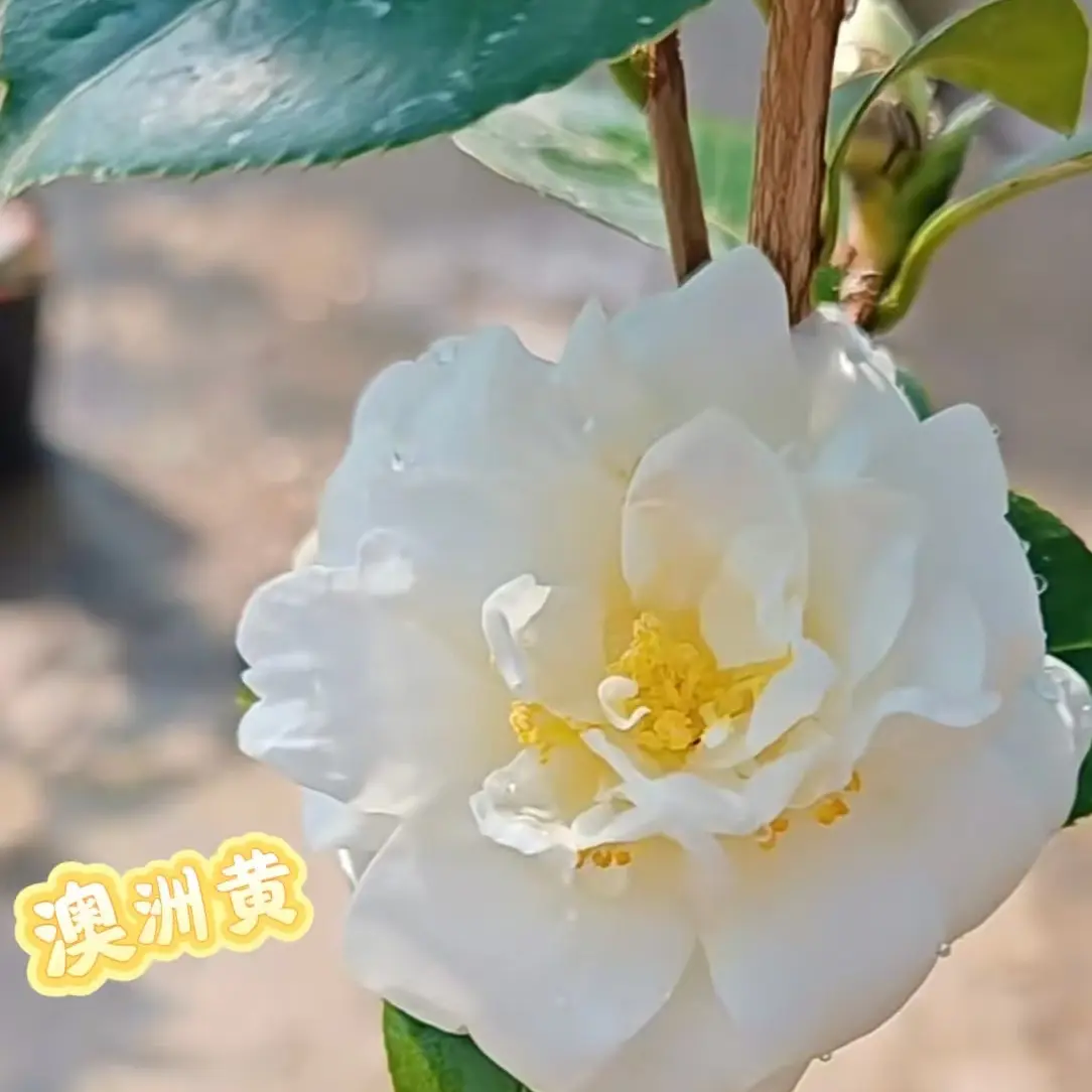 带花苞澳洲黄黄白色大花品种室内外阳台庭院耐寒耐热绿植花卉