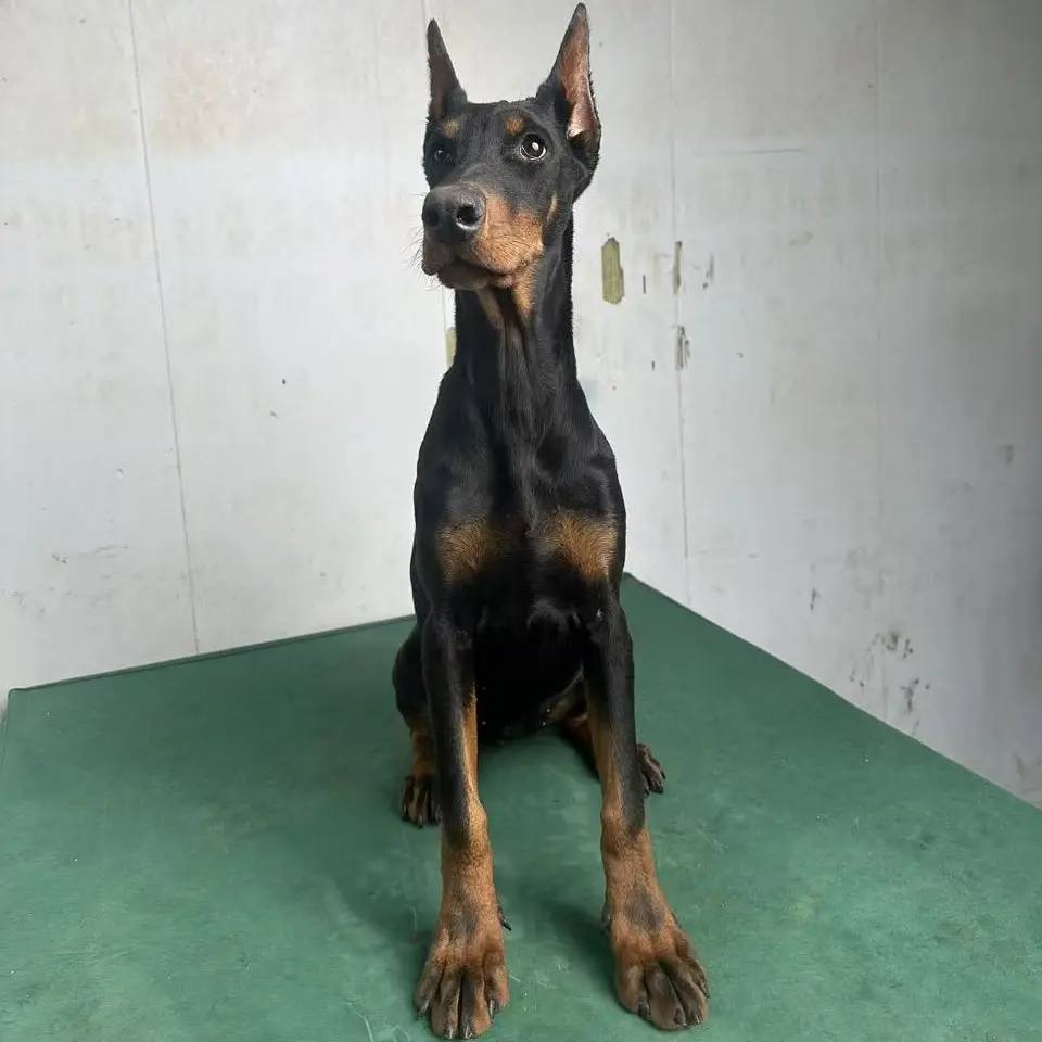德系杜宾犬活体邢台杜宾四个多月母犬护卫犬伴侣犬