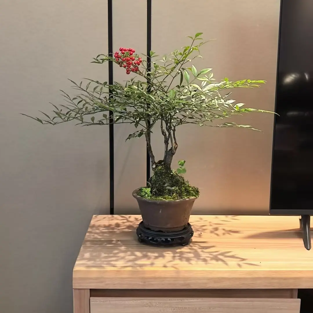 南天竹老桩造型盆景室内客厅办公室桌面观叶禅意好养活绿植