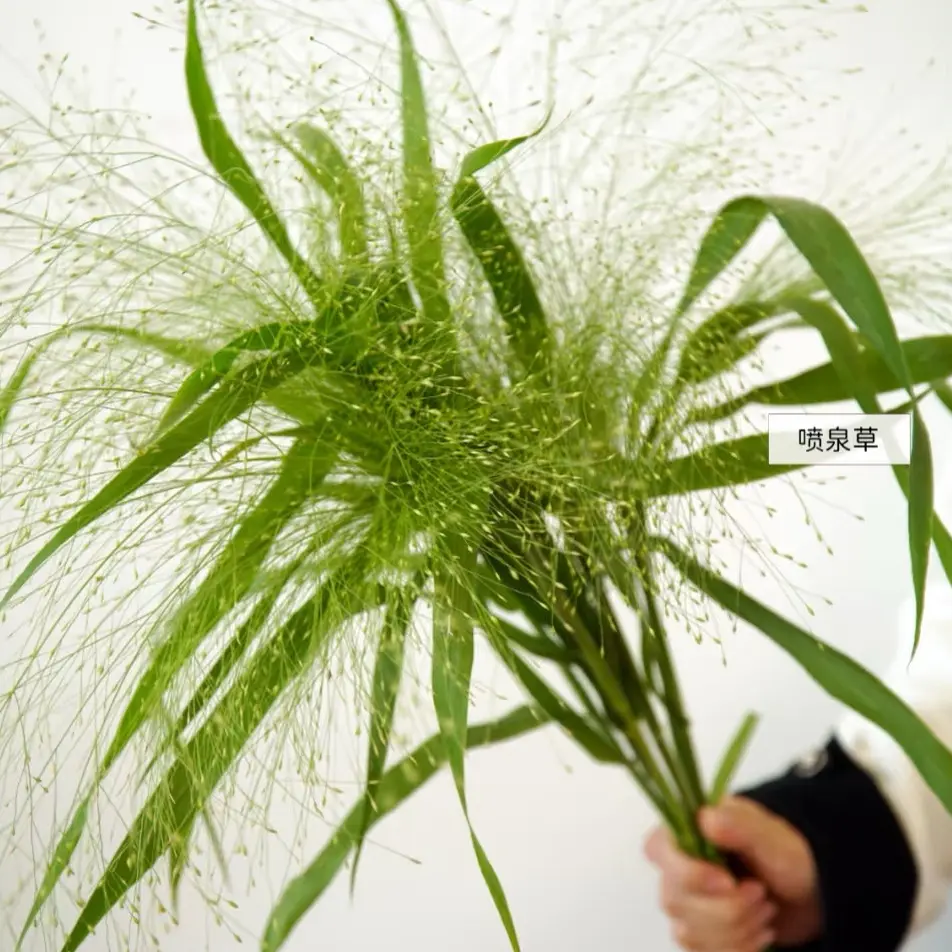 (混批20把起发)喷泉草2把(批发商花店工作室婚庆拿货)