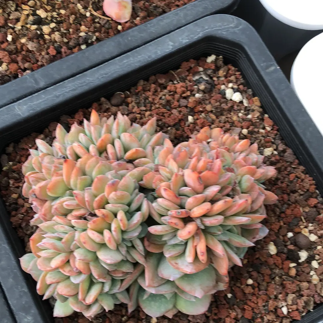 直播间缀化多肉植物直播链接