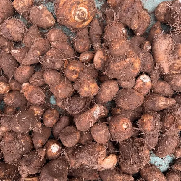 云南特产山货 新鲜应季牛奶小芋头 小天甄选