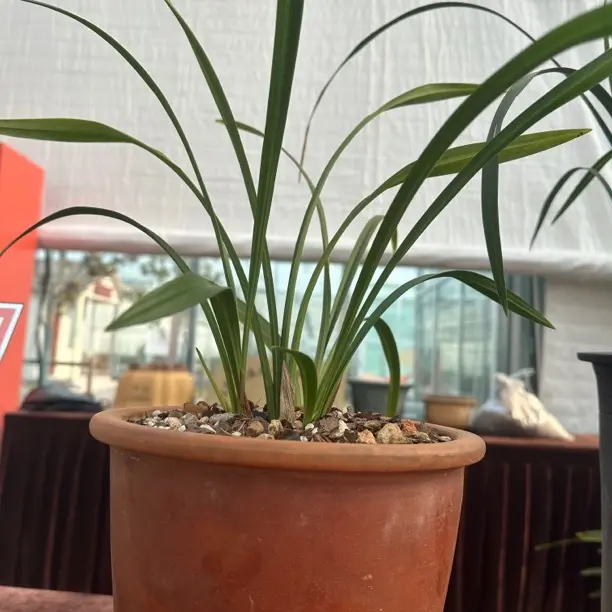 兰花直播一物一拍露天种植盆栽