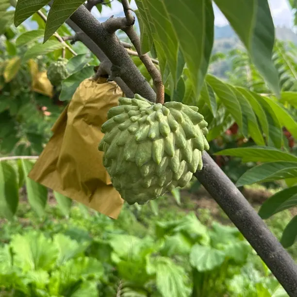 攀枝花新鲜牛奶凤梨释迦果番荔枝冰淇淋口感香甜多汁水果