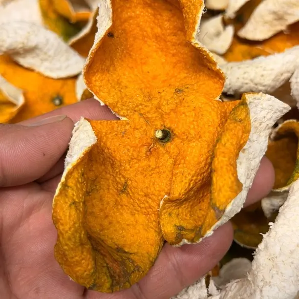 【正梅江圈上圈】2025年梅江圈上圈大红