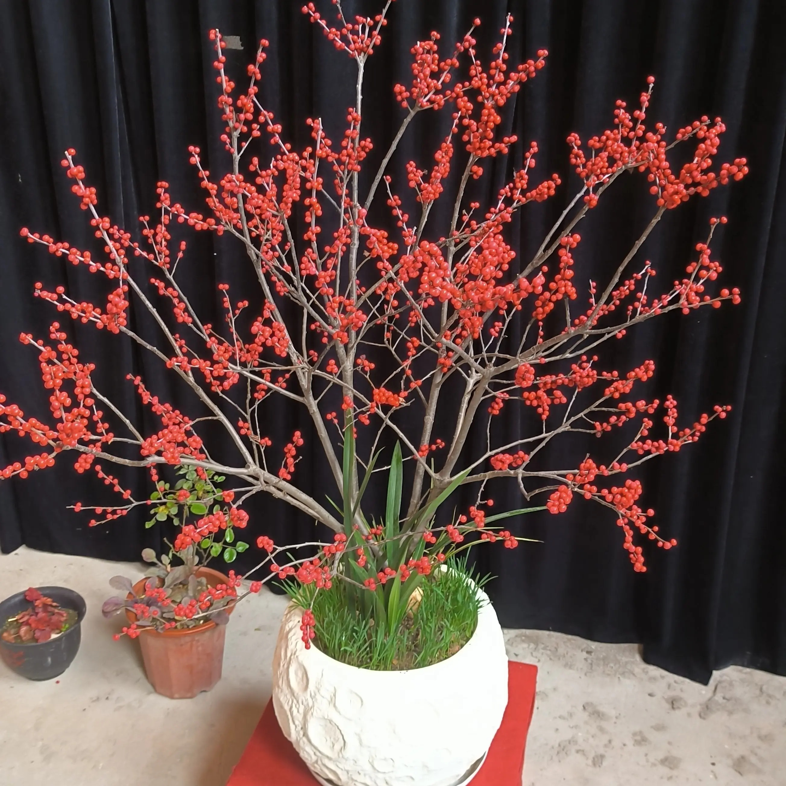 加大加高北美冬青带红果耐寒耐热易养室内外花卉绿植盆