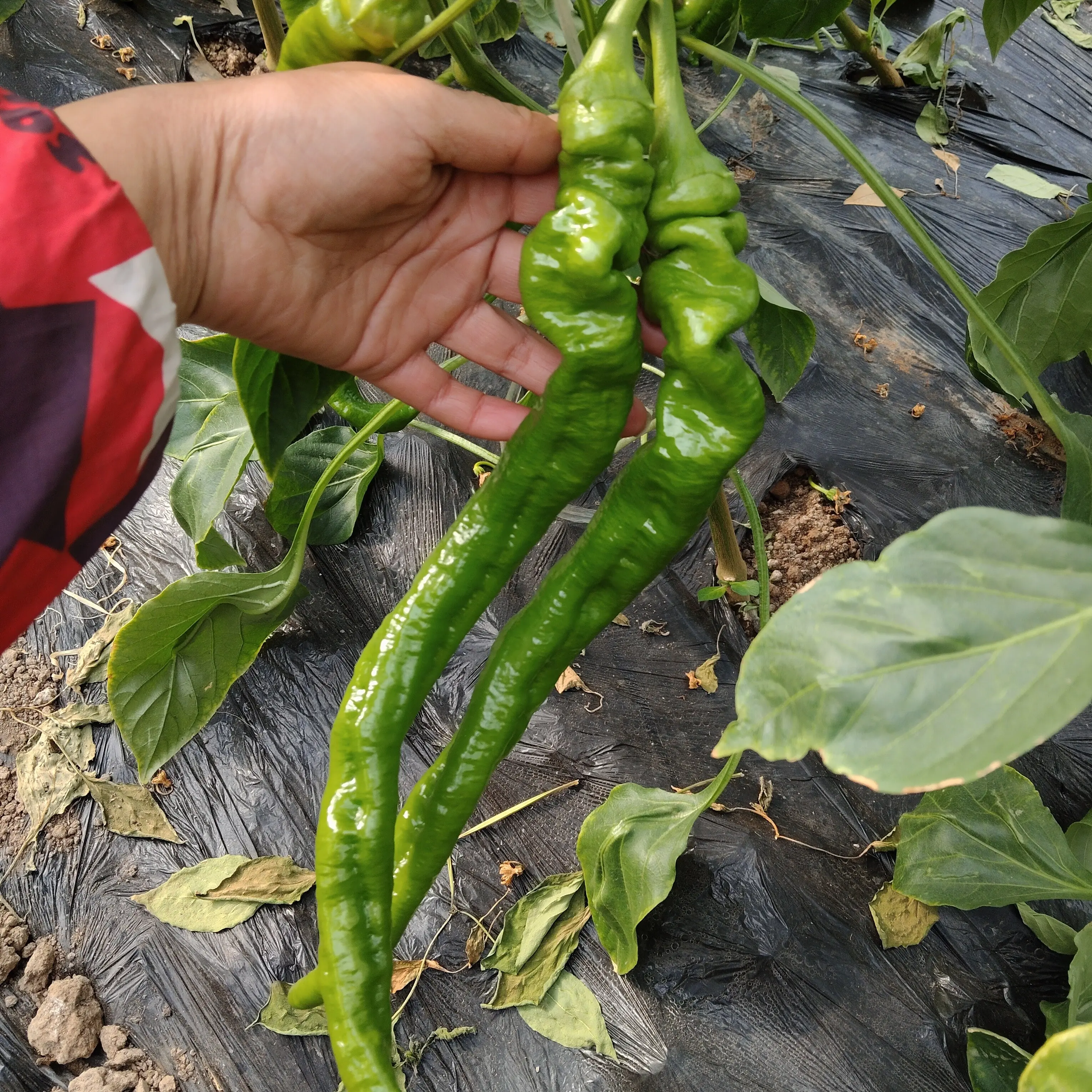 自家种的螺丝椒西胡芦菠菜各一斤装保证新鲜，不新鲜退货退款
