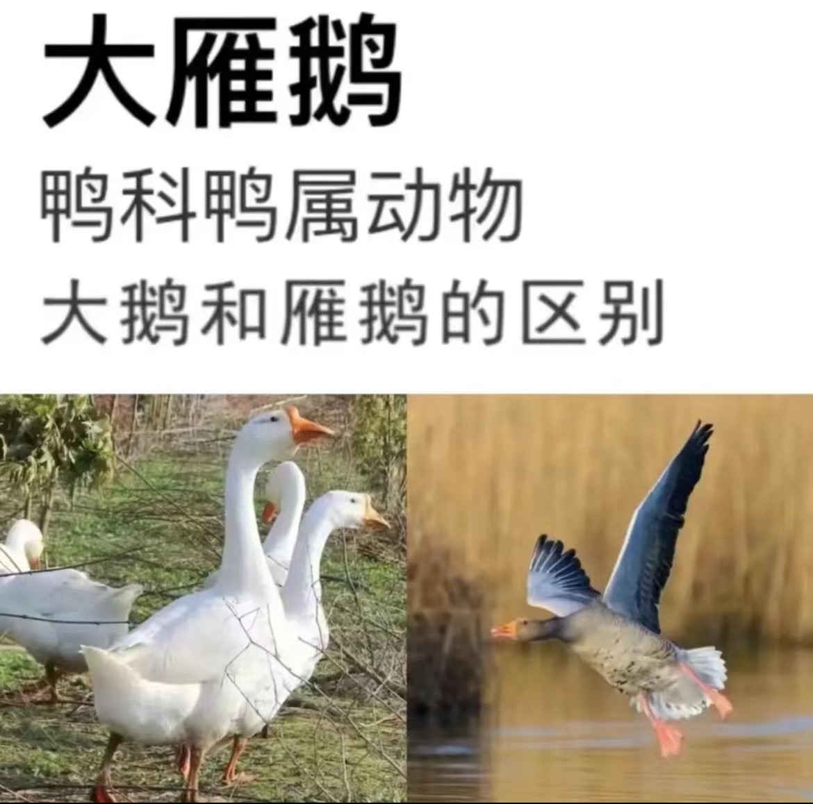 买一只送一只共7.5斤左右 现杀冷冻发货 大雁鹅（ 无大头包）