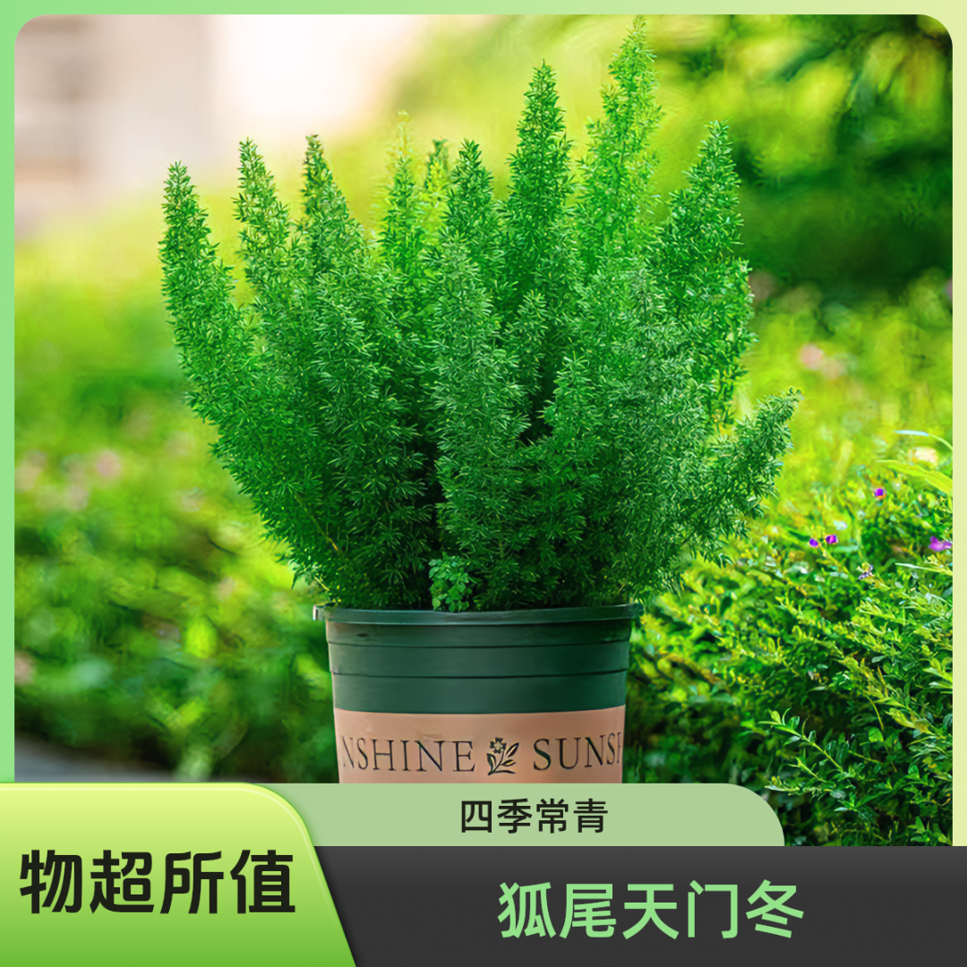 【狐尾天门冬】三加仑狐尾盆栽地栽绿植四季常青易养护茂盛