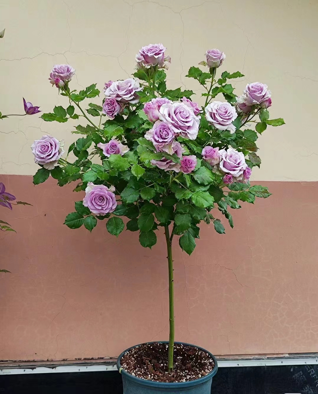 永福【棒棒糖】高端型四季开花多分支植株好养新手花卉直立