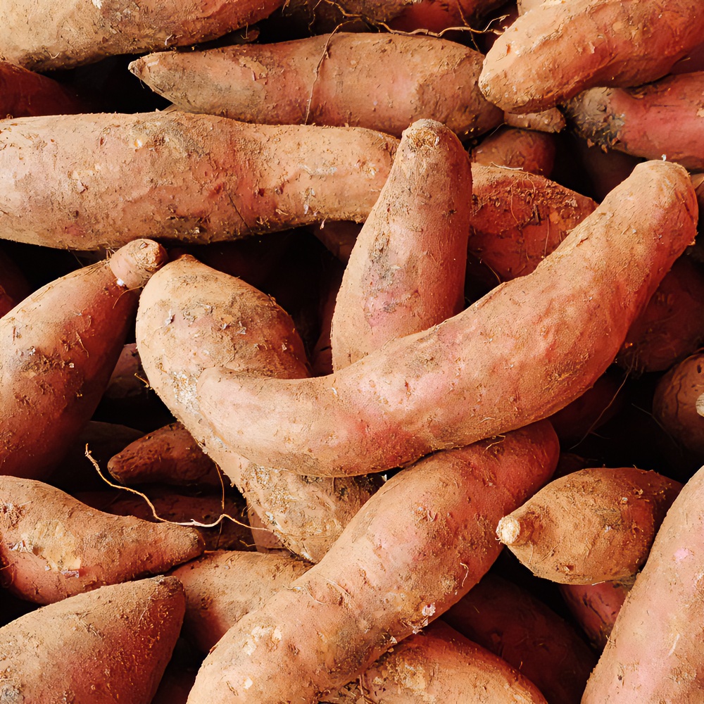 红薯贵州高山菜园老品种红薯紫薯农家特产现挖新鲜红薯包邮