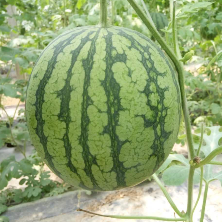 水果蔬菜 > 水果 > 西瓜搅拌