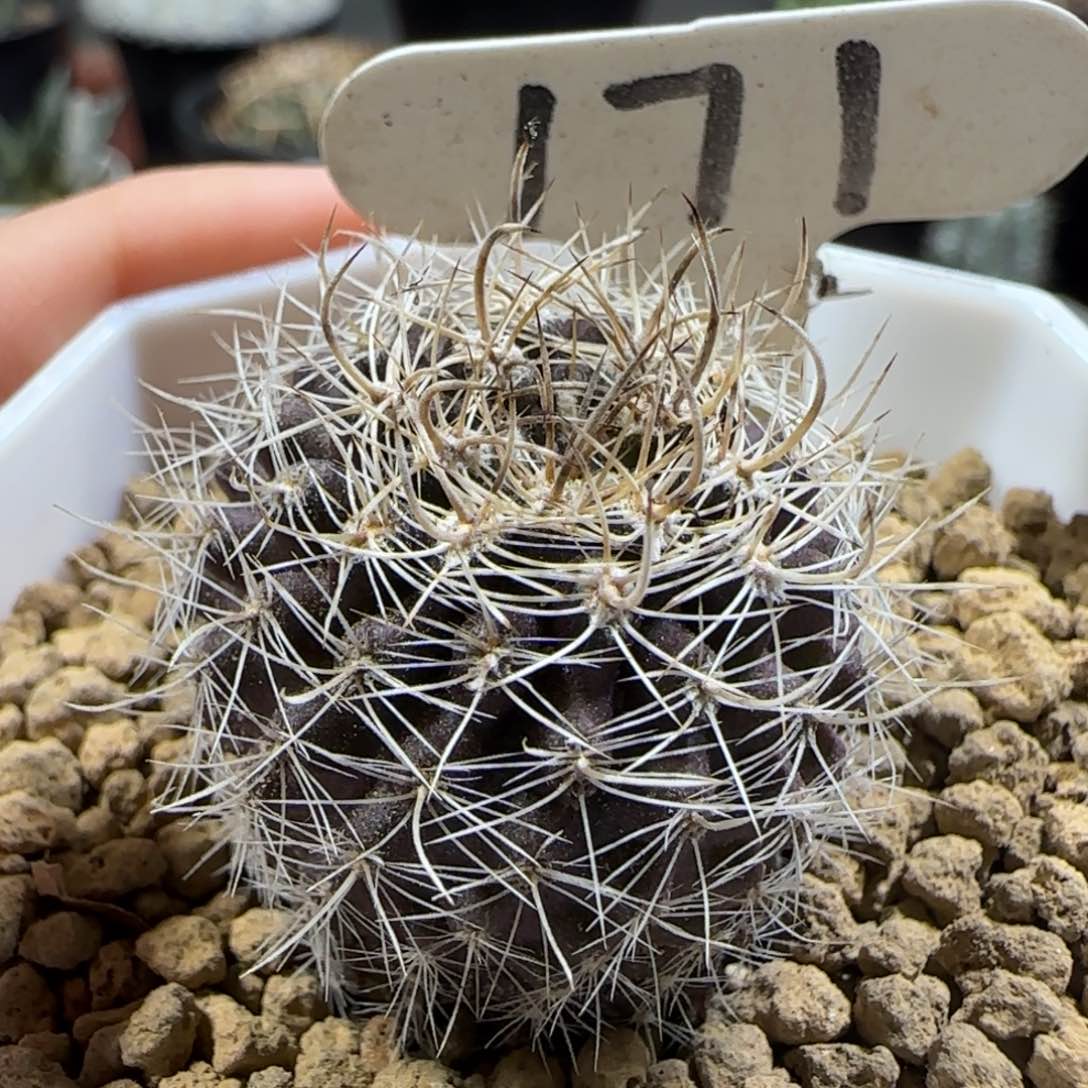 171实生暗黑玉2.7厘米