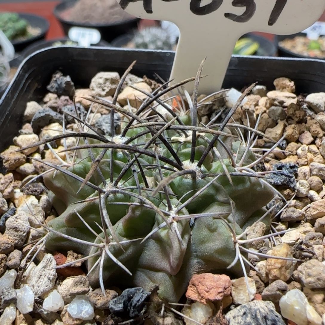 A31实生欧系素妆玉3.8厘米多肉