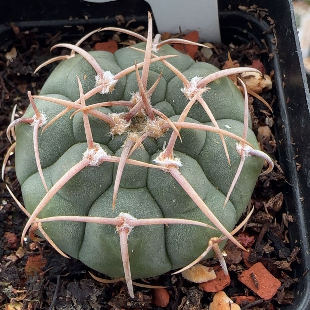 392实生刺包球三枪玉。多肉3.7厘米