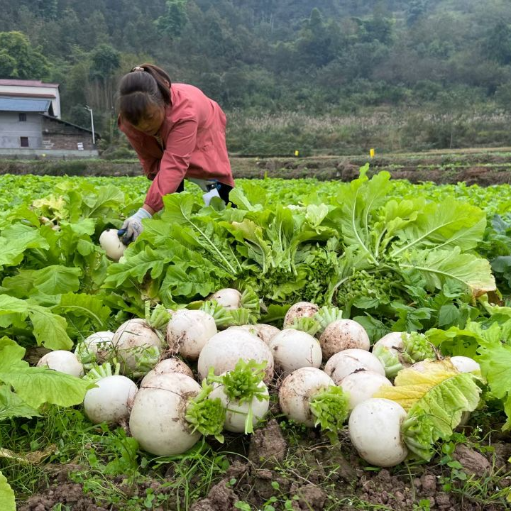 正宗赶水草蔸萝卜包邮尝鲜
