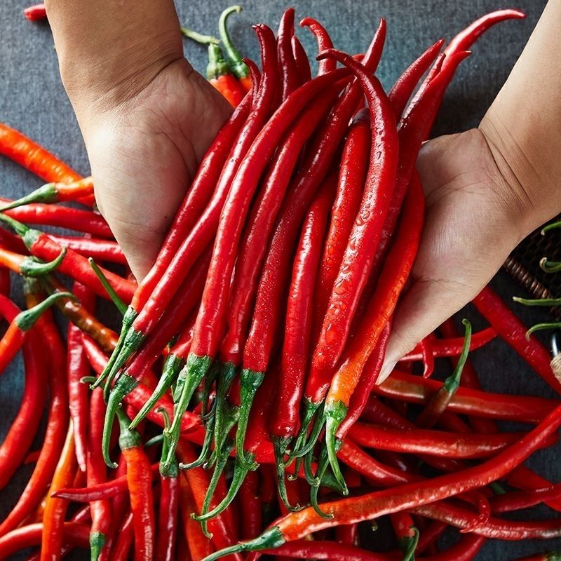 农家种植新鲜红辣椒二荆条红线椒青红混装香辣蔬菜正宗青辣椒