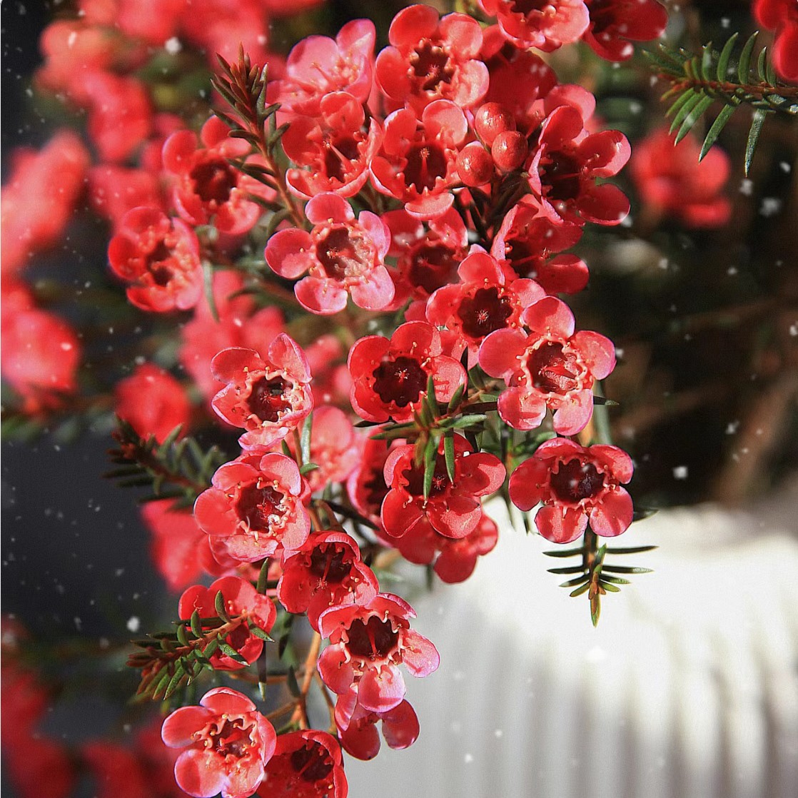 【澳洲进口5A级梅花】腊梅花干枝冬春季开花鲜切枝干花期长家居插花