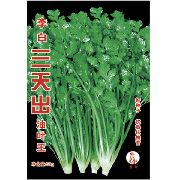 李白三天出油叶王香菜种子